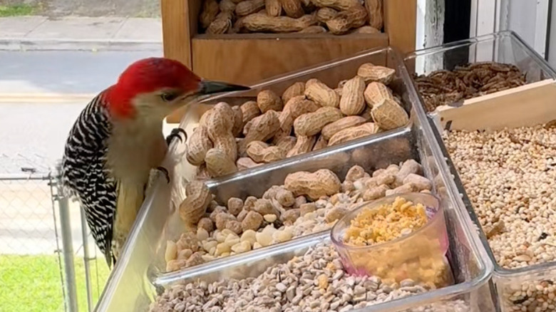 bird visiting compartmentalized bird feeder