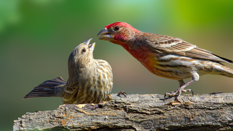 Ditch The Traditional Bird Feeder: Try These Buffets To Attract More Birds