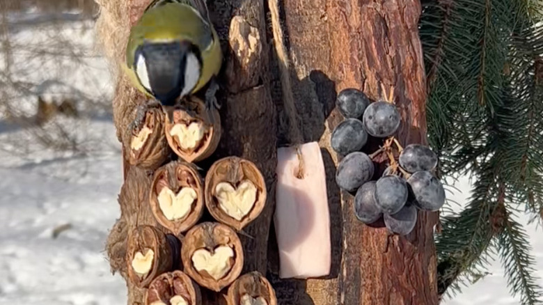 bird eating from hanging food