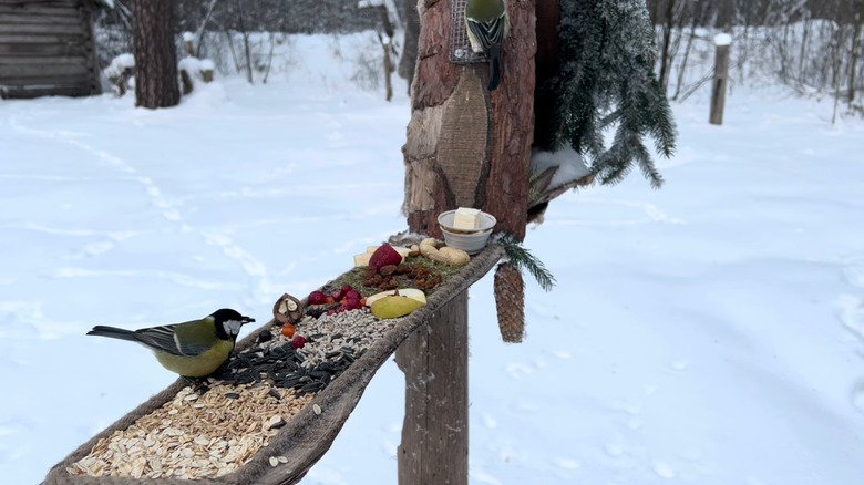 birds using feeder in winter