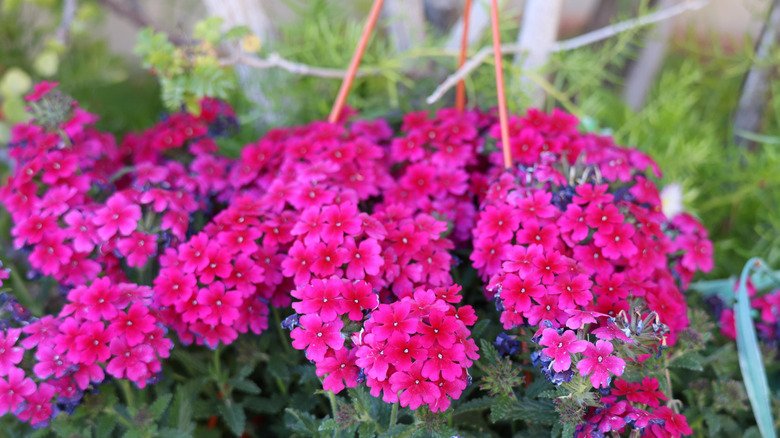Verbena flowers in hanging basket