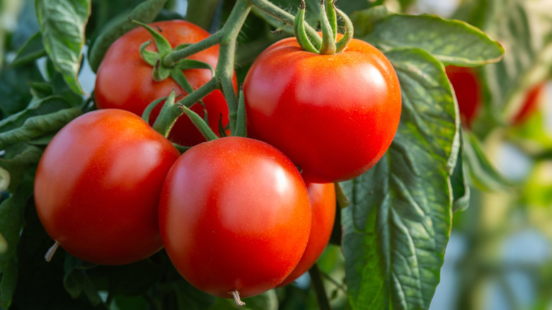 Ripe, red tomatoes hanging on vine in garden