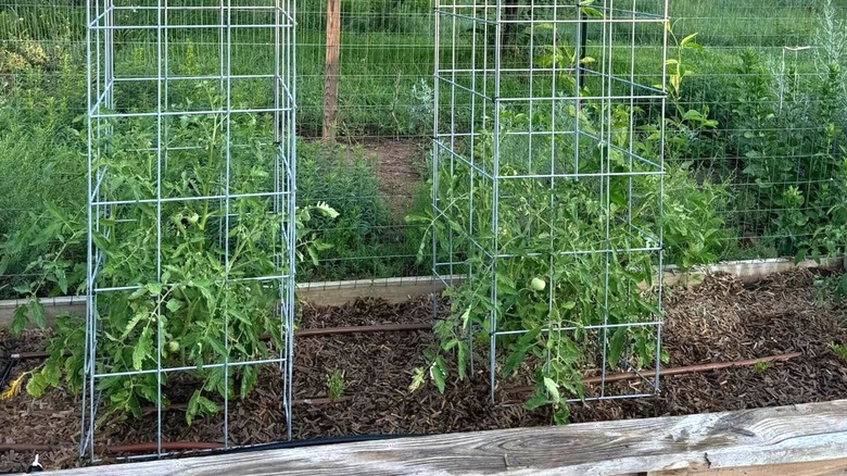 Two heavy duty tomato cages made of a cattle panel