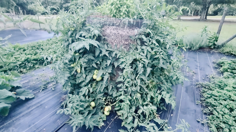 Large tomato plants surround a Japanese tomato ring