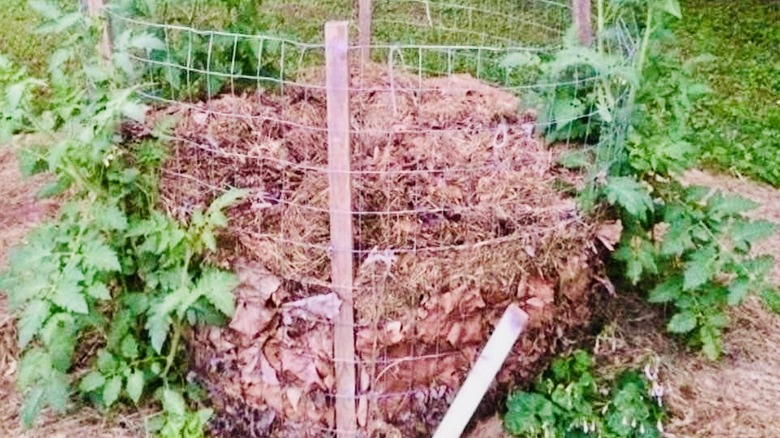 Tomato plants around a Japanese tomato ring.
