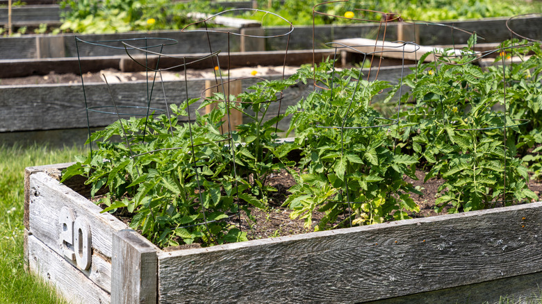 Tomato plants in cages