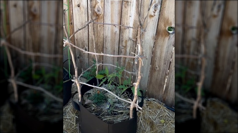 DIY tomato cage made from sticks