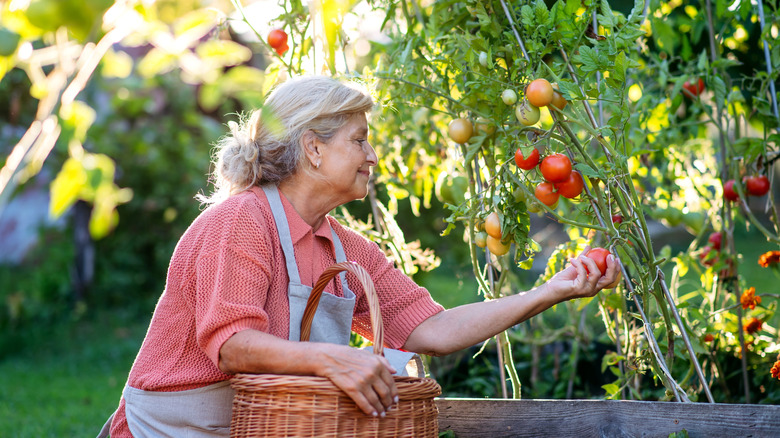 woman harvesting tomatoes