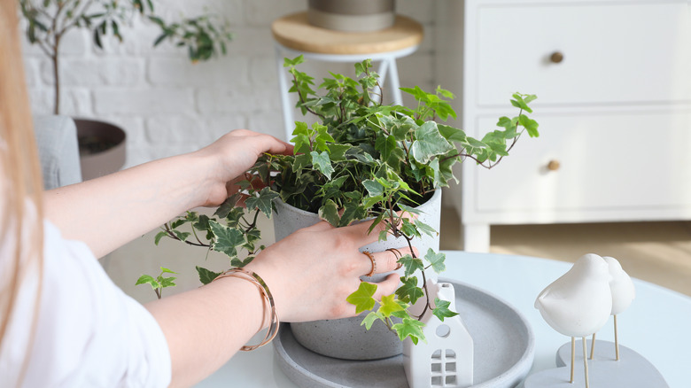 Women setting down an indoor potted ivy plant on the counter.