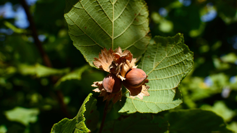 The leaves and nuts of a Corylus americana shrub