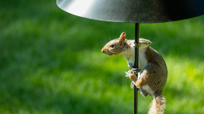 A squirrel clings to a birdfeeder pole beneath a metal baffle.