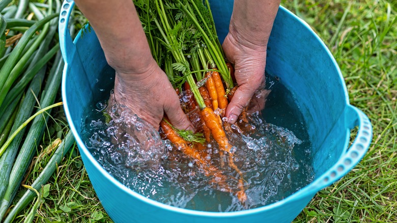 A person is washing carrots in a blue container