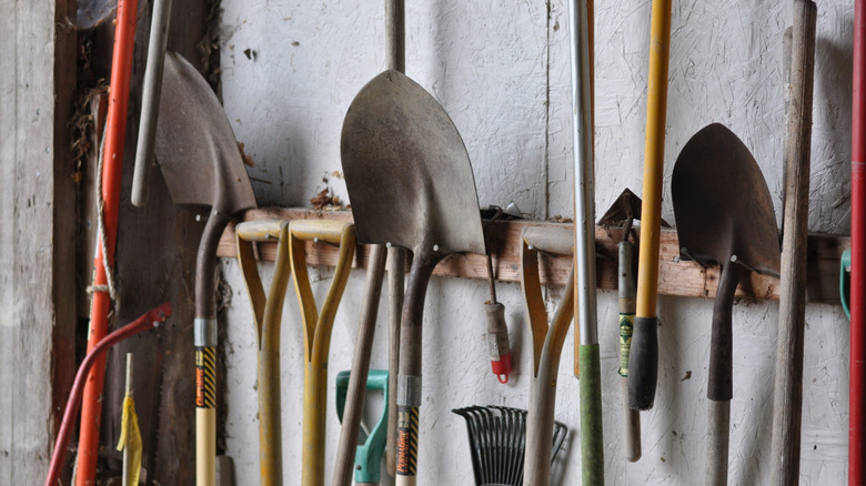 Shovels and shed tools hanging on wall hooks on a painted plywood wall with natural light