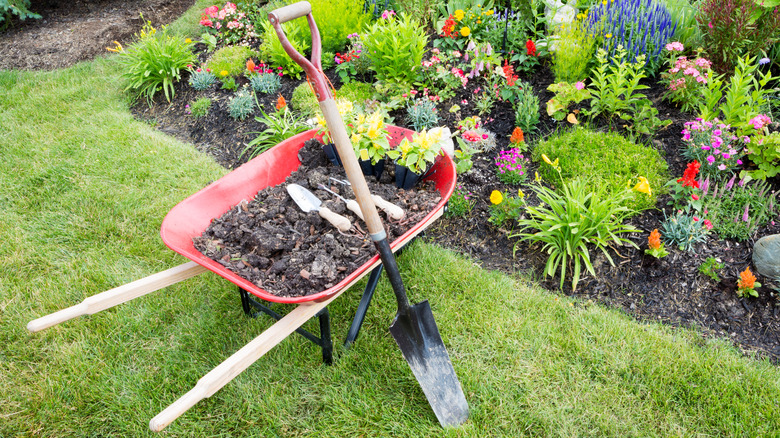 A wheelbarrow full of soil and plants plus garden tools