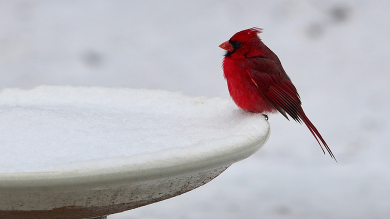Ditch The Winter Birdbath, There's A Better Way To Attract Cardinals