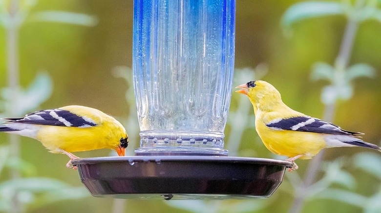Two American Goldfinches drinking from waterer.