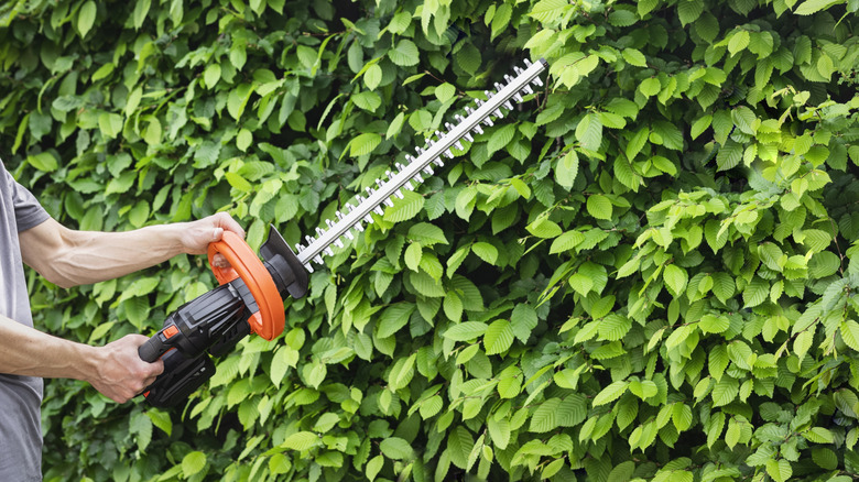 Close-up of a person trimming a hedge with a powered hedge trimmer.
