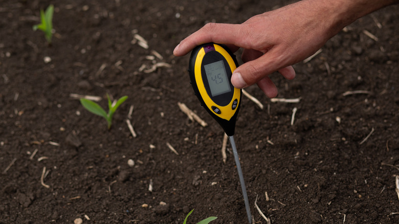 Close-up of a person using a digital soil pH tester.