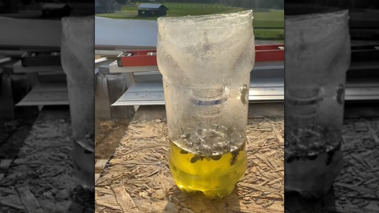 DIY bottle wasp trap on table