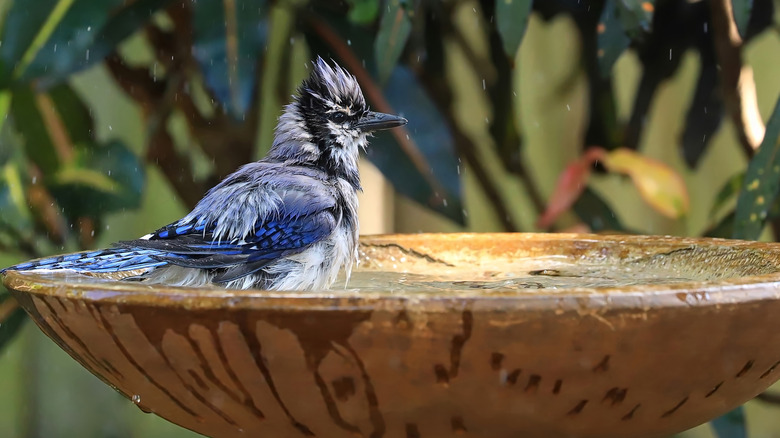 A blue jay taking a dip in a basic brown stone bird bath.