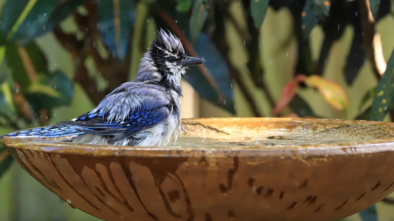 Ditch Traditional Bird Baths: 4 Of The Best Amazon Alternatives In 2026 (So Far)