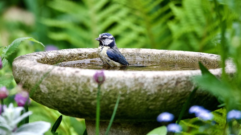 A bird playing in a bird bath with a blurred garden background