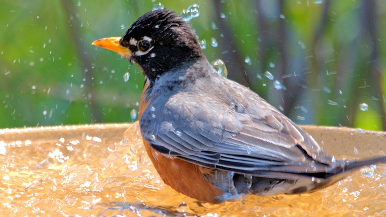 A bird sitting in the water in a bird bath