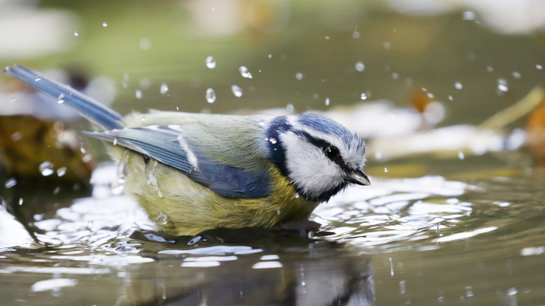 A bird splashing in the water