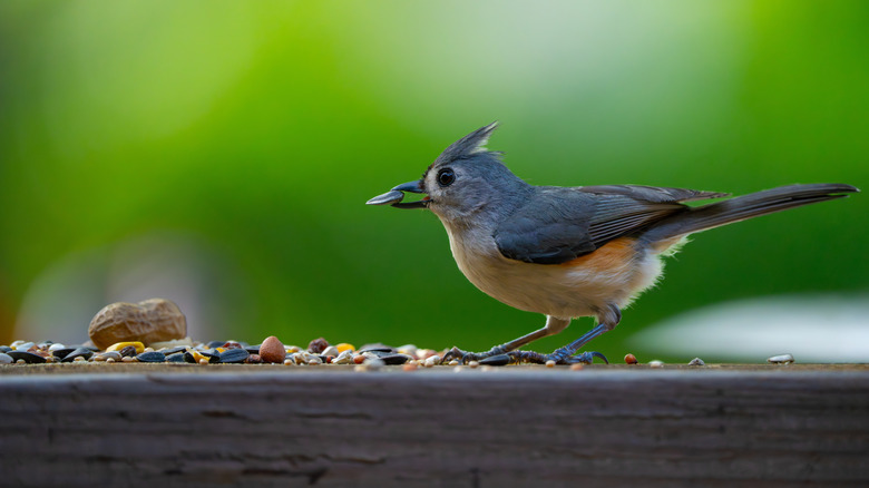 Small bird eating bird seed