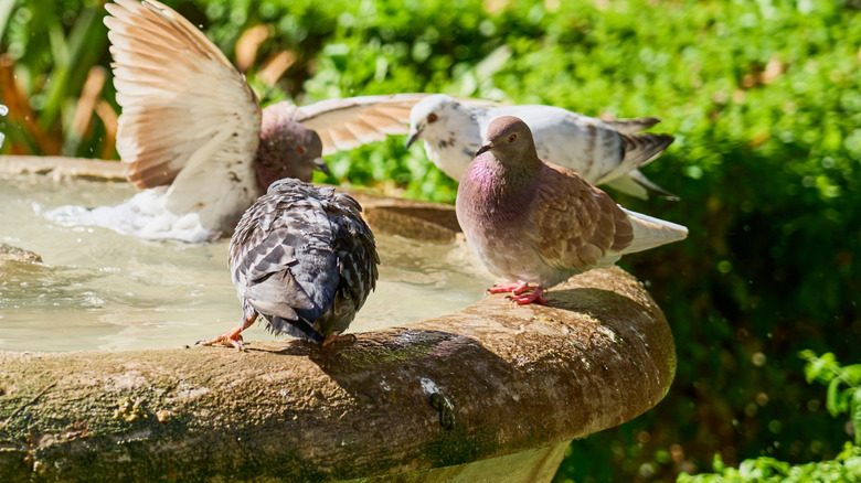 Birds in sunny bird bath made of stone