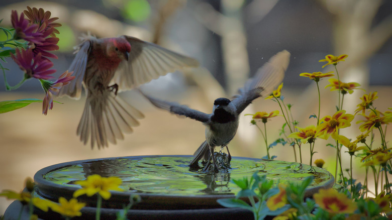 two small birds landing delicately on a birdbath