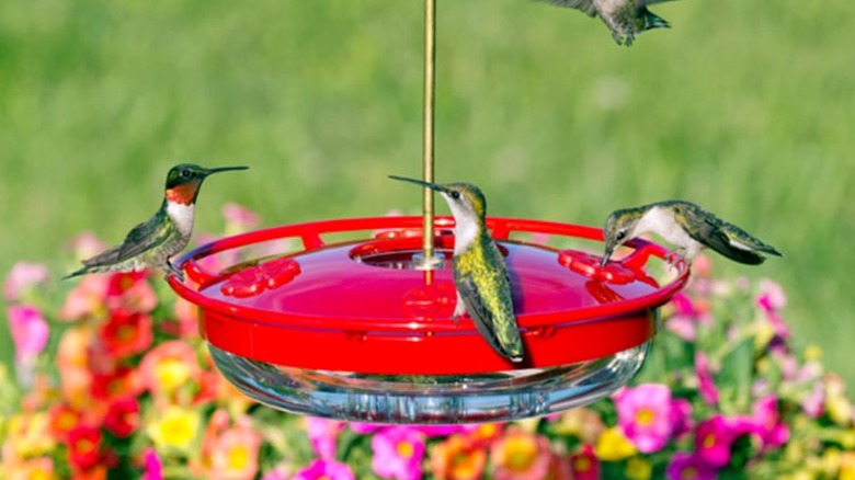 Hummingbirds feeding from the Aspects HummZinger HighView feeder