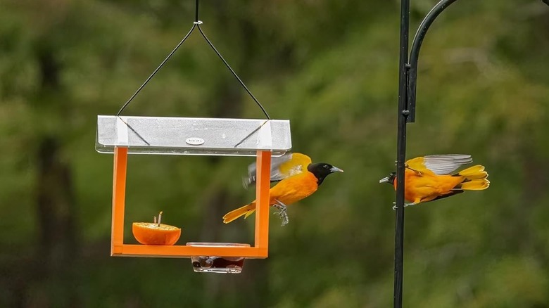 A jelly feeder provides fruit and nectar for orioles