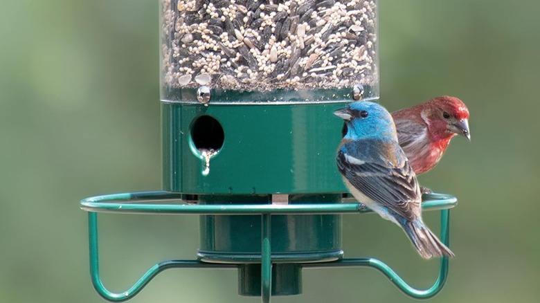 Birds perched on the Droll Yankees Yankee Flipper Bird Feeder