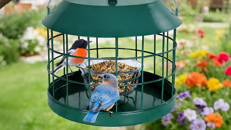 Birds eating inside a caged feeder that keeps larger birds out