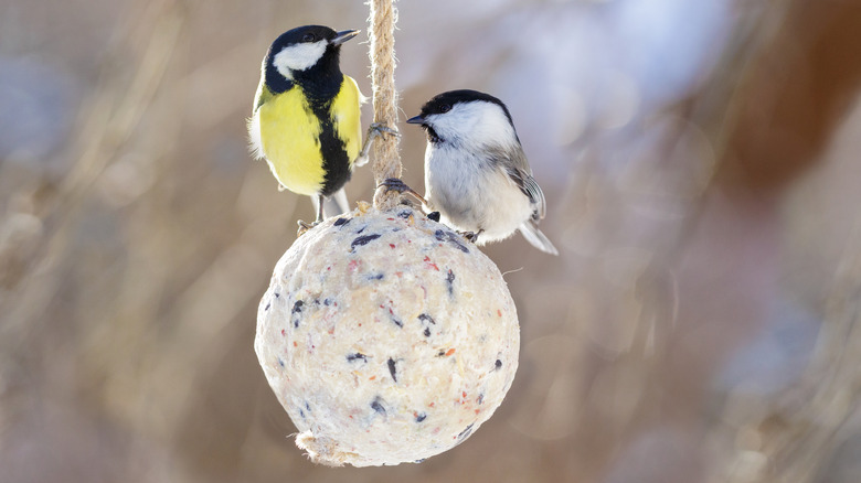 Two adorable little birds sitting on a bird feeder ball