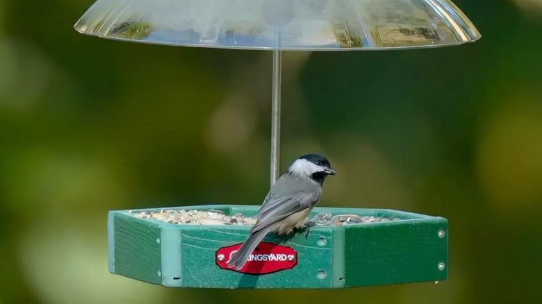 A chickadee perched on the Kingsyard Adjustable Dome Platform Bird Feeder