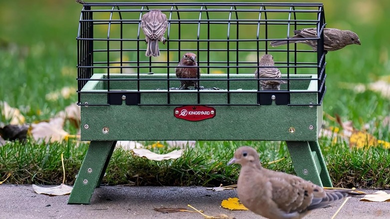Small brown birds feeding inside a Kingsyard Caged Platform Bird Feeder
