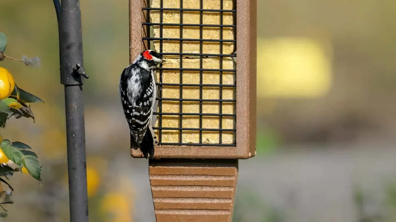 A woodpecker eating suet from a feeder with a tail prop