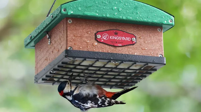 A woodpecker hanging upside-down on a suet feeder