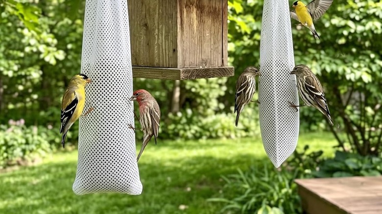Finches eating on Mewtogo Finch Sock Bird Feeders