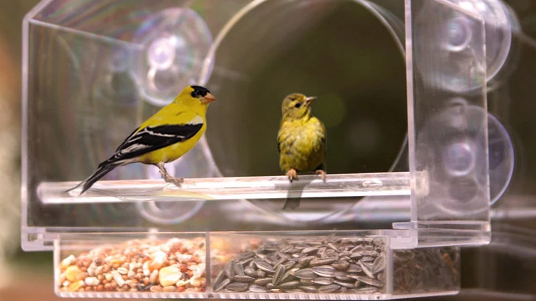 A clear bird feeder that attaches to a window with male and female goldfinches