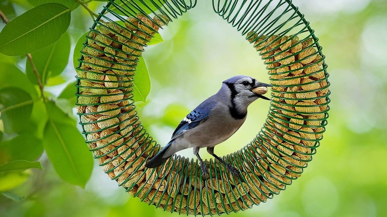 A jay eats a peanut from the Patelai Peanut Wreath Bird Feeder