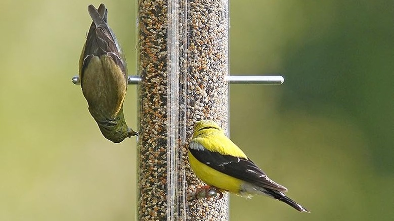 Goldfinch eating upside down from a feeder