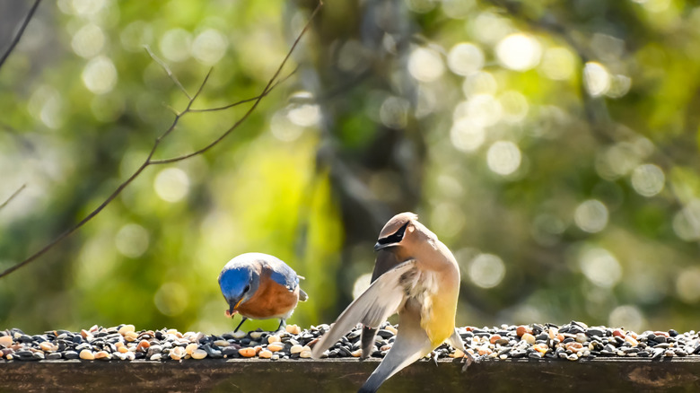 Two songbirds eating bird seed from a platform-style bird feeder.