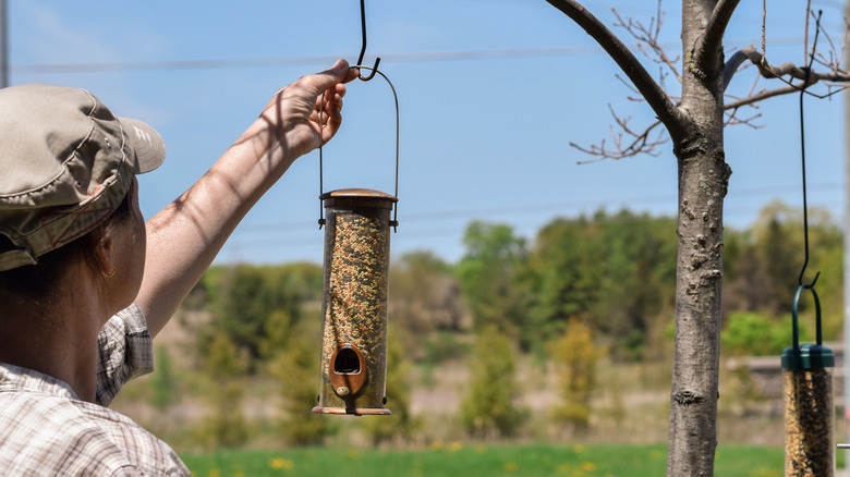 Woman hanging traditional bird tube feeder from tree.