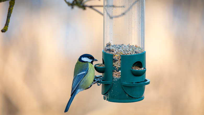 A tiny black and yellow bird clinging to a bird feeder suspended in a tree