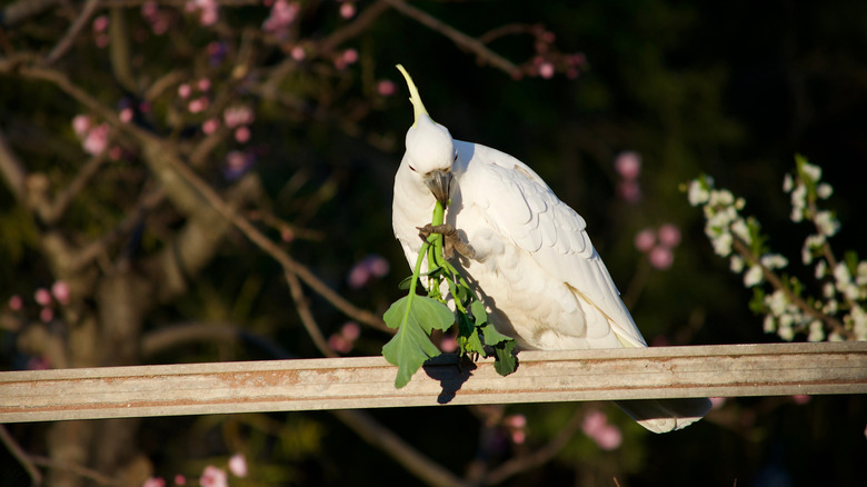 A cockatoo perched on a wood beam eating leafy greens
