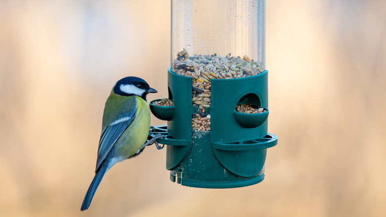 Bird is eating seeds from the green feeder.