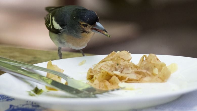 Bird eating potato skins off of plate.